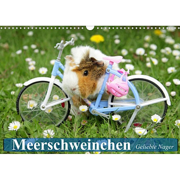 Meerschweinchen. Geliebte Nager (Wandkalender 2022 DIN A3 quer), Elisabeth Stanzer