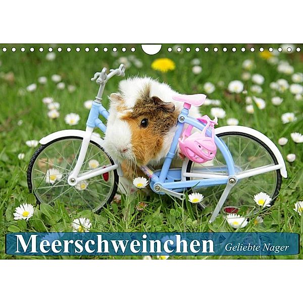 Meerschweinchen. Geliebte Nager (Wandkalender 2023 DIN A4 quer), Elisabeth Stanzer