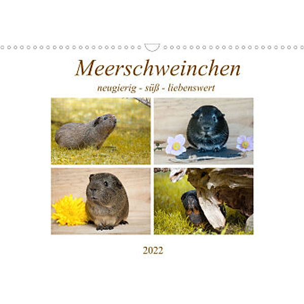 MEERSCHWEINCHEN neugierig - süß - liebenswert (Wandkalender 2022 DIN A3 quer), Petra Fischer