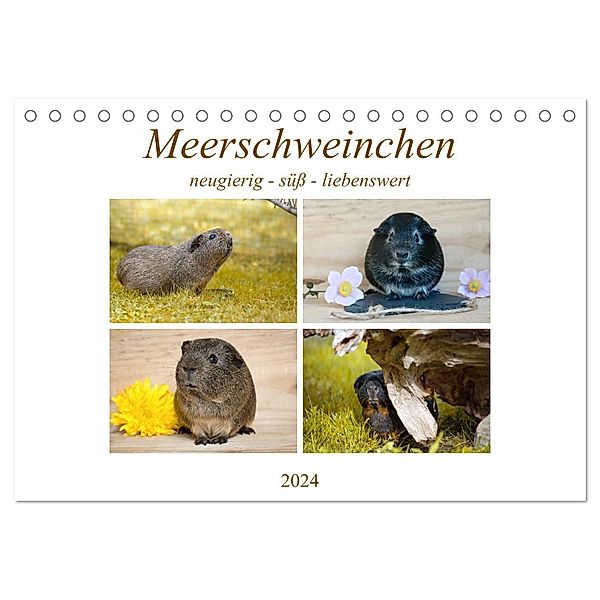 MEERSCHWEINCHEN neugierig - süss - liebenswert (Tischkalender 2024 DIN A5 quer), CALVENDO Monatskalender, Petra Fischer