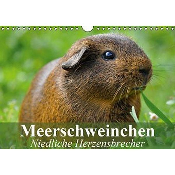 Meerschweinchen Niedliche Herzensbrecher (Wandkalender 2016 DIN A4 quer), Elisabeth Stanzer