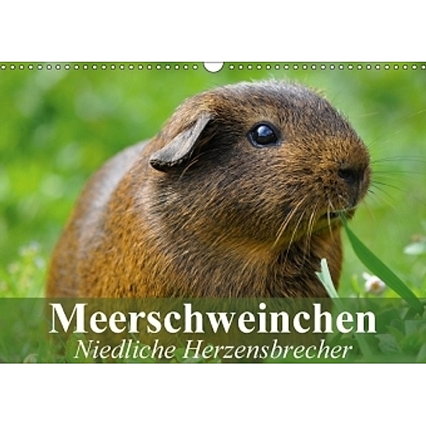 Meerschweinchen Niedliche Herzensbrecher (Wandkalender 2017 DIN A3 quer), Elisabeth Stanzer