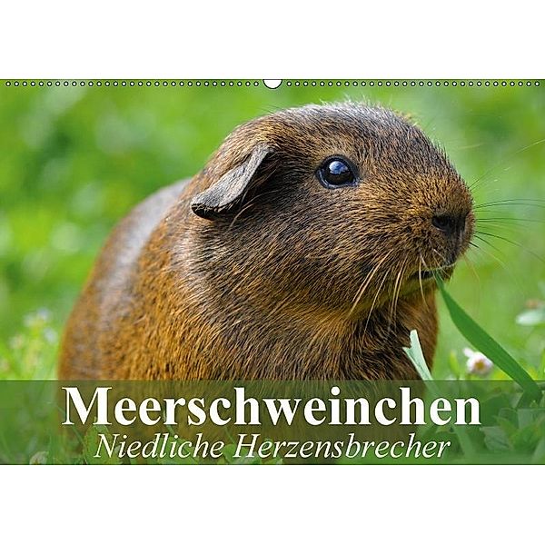 Meerschweinchen Niedliche Herzensbrecher (Wandkalender 2017 DIN A2 quer), Elisabeth Stanzer