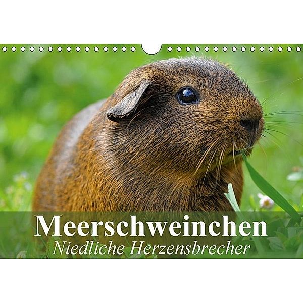 Meerschweinchen Niedliche Herzensbrecher (Wandkalender 2017 DIN A4 quer), Elisabeth Stanzer