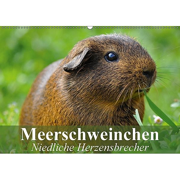 Meerschweinchen Niedliche Herzensbrecher (Wandkalender 2018 DIN A2 quer), Elisabeth Stanzer