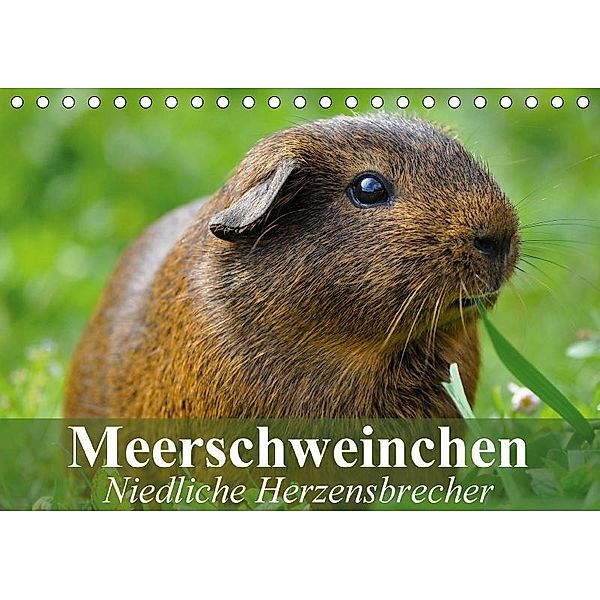 Meerschweinchen Niedliche Herzensbrecher (Tischkalender 2017 DIN A5 quer), Elisabeth Stanzer