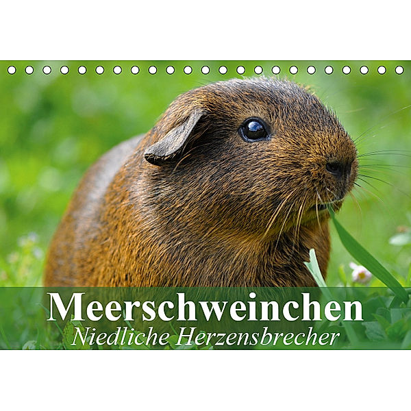 Meerschweinchen Niedliche Herzensbrecher (Tischkalender 2019 DIN A5 quer), Elisabeth Stanzer