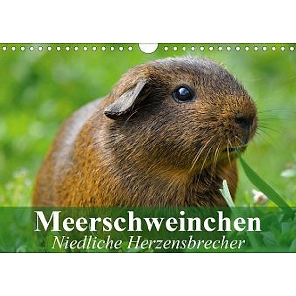 Meerschweinchen Niedliche Herzensbrecher (Wandkalender 2020 DIN A4 quer), Elisabeth Stanzer