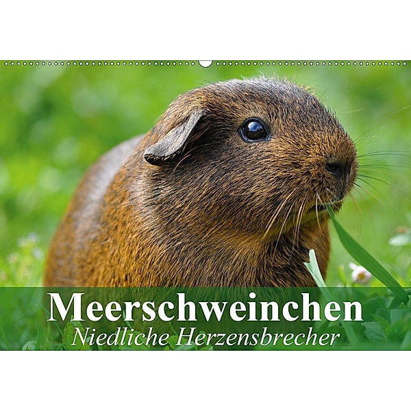 Meerschweinchen Niedliche Herzensbrecher (Wandkalender 2020 DIN A2 quer), Elisabeth Stanzer