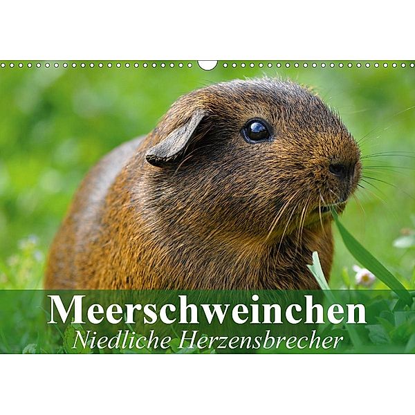 Meerschweinchen Niedliche Herzensbrecher (Wandkalender 2020 DIN A3 quer), Elisabeth Stanzer