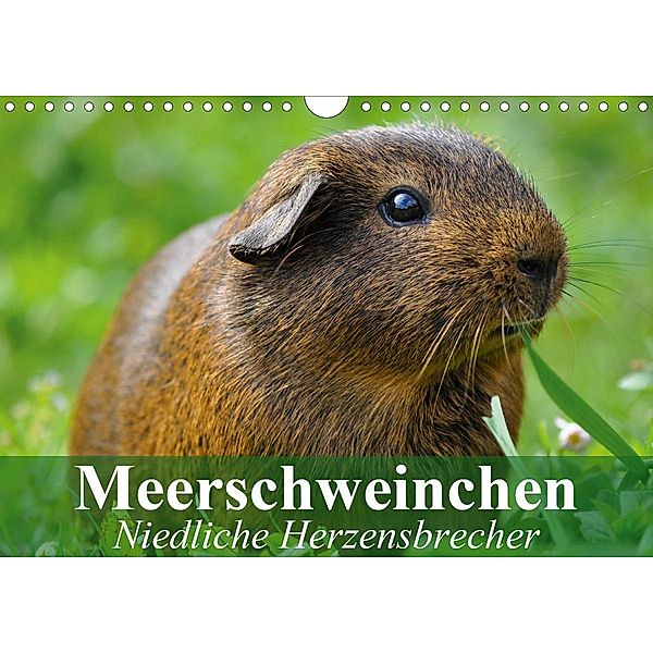 Meerschweinchen Niedliche Herzensbrecher (Wandkalender 2021 DIN A4 quer), Elisabeth Stanzer
