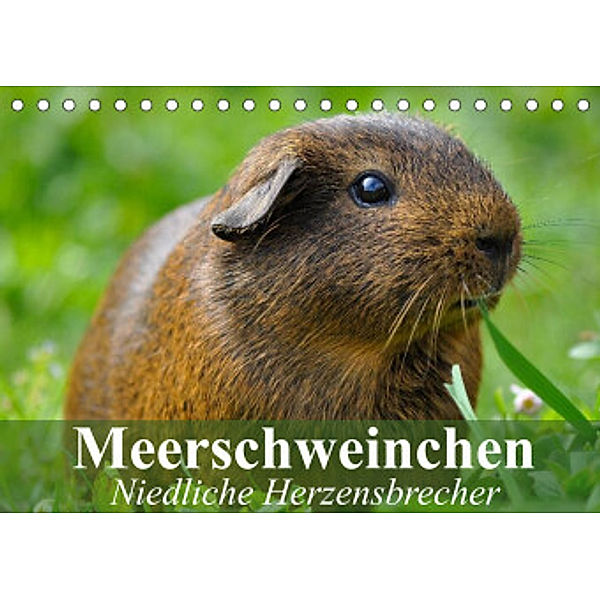 Meerschweinchen Niedliche Herzensbrecher (Tischkalender 2022 DIN A5 quer), Elisabeth Stanzer