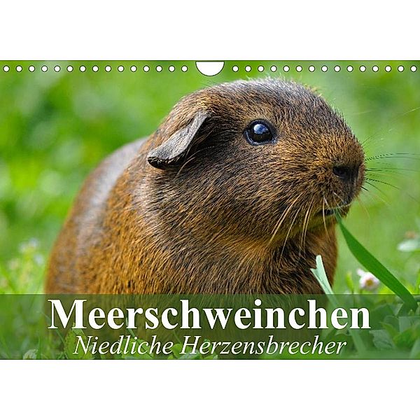 Meerschweinchen Niedliche Herzensbrecher (Wandkalender 2023 DIN A4 quer), Elisabeth Stanzer