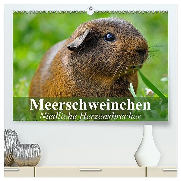 Meerschweinchen Niedliche Herzensbrecher (hochwertiger Premium Wandkalender 2024 DIN A2 quer), Kunstdruck in Hochglanz, Elisabeth Stanzer
