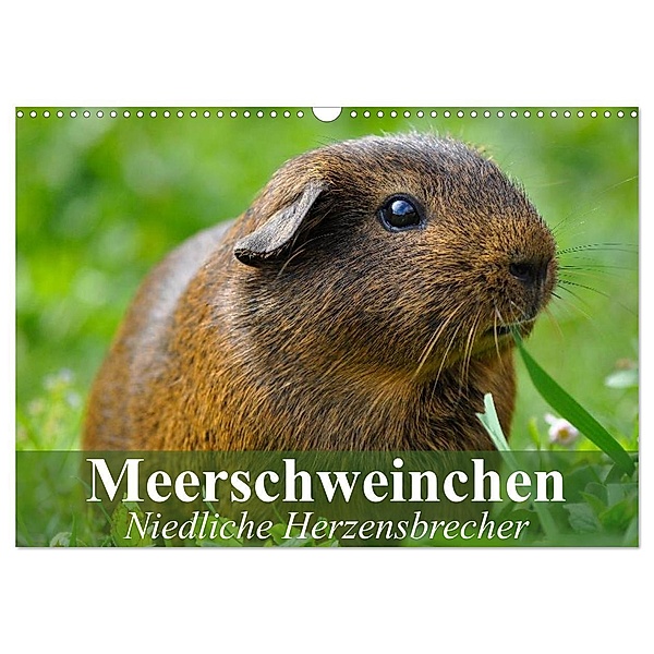Meerschweinchen Niedliche Herzensbrecher (Wandkalender 2024 DIN A3 quer), CALVENDO Monatskalender, Elisabeth Stanzer