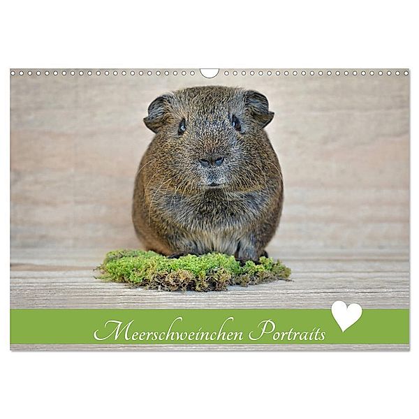 Meerschweinchen Portraits (Wandkalender 2024 DIN A3 quer), CALVENDO Monatskalender, Petra Fischer