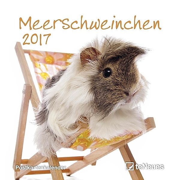 Meerschweinchen, Postkartenkalender 2017