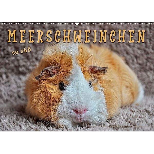 Meerschweinchen - so süß (Wandkalender 2019 DIN A2 quer), Peter Roder