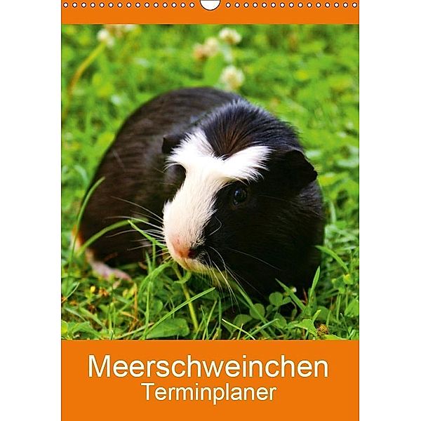 Meerschweinchen Terminplaner (Wandkalender 2019 DIN A3 hoch), Kattobello