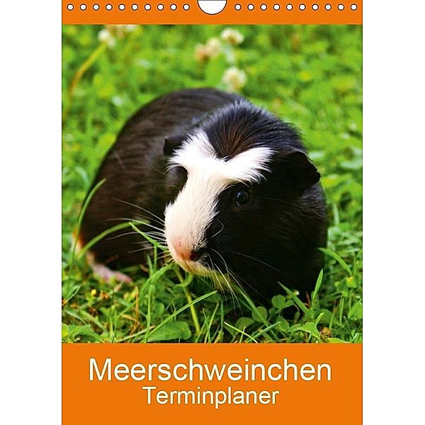 Meerschweinchen Terminplaner (Wandkalender 2019 DIN A4 hoch), Kattobello