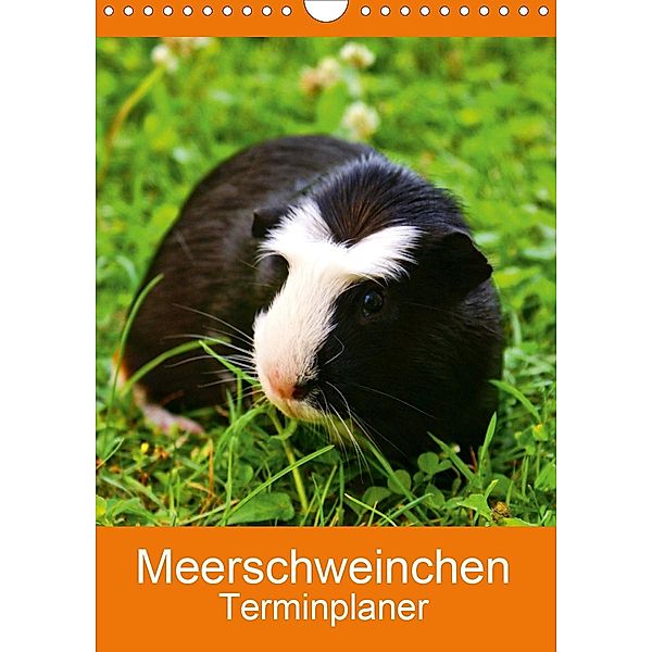 Meerschweinchen Terminplaner (Wandkalender 2021 DIN A4 hoch), Kattobello