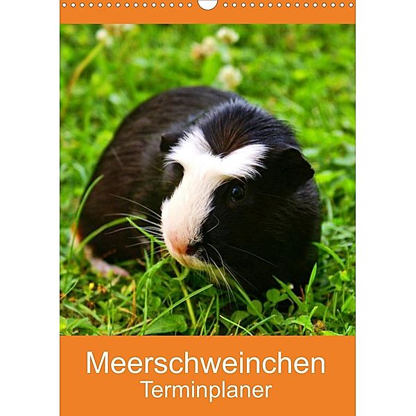 Meerschweinchen Terminplaner (Wandkalender 2023 DIN A3 hoch), Kattobello