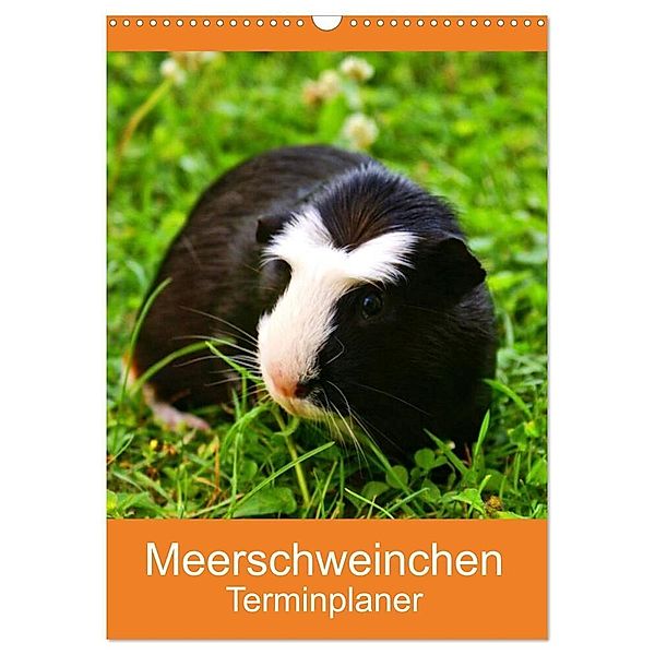 Meerschweinchen Terminplaner (Wandkalender 2024 DIN A3 hoch), CALVENDO Monatskalender, Kattobello