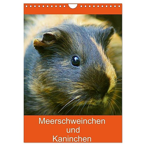 Meerschweinchen und Kaninchen Familienplaner (Wandkalender 2024 DIN A4 hoch), CALVENDO Monatskalender, Kattobello