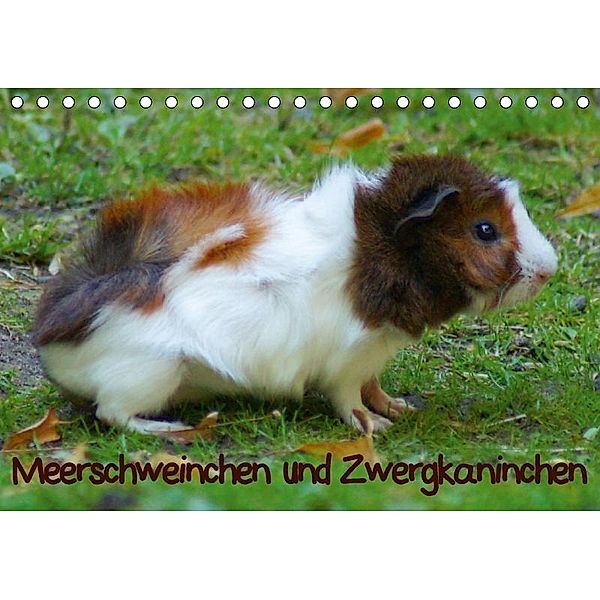 Meerschweinchen und Zwergkaninchen (Tischkalender 2017 DIN A5 quer), kattobello, k.A. kattobello