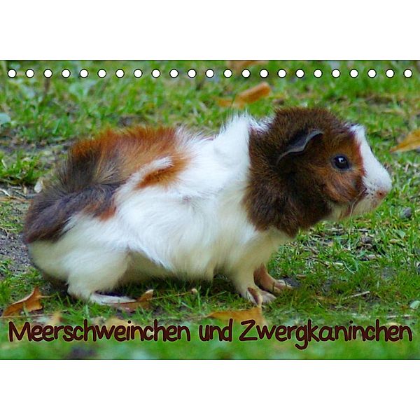 Meerschweinchen und Zwergkaninchen (Tischkalender 2023 DIN A5 quer), Kattobello