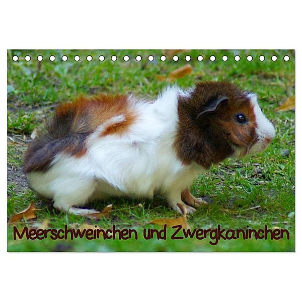 Meerschweinchen und Zwergkaninchen (Tischkalender 2024 DIN A5 quer), CALVENDO Monatskalender, Kattobello