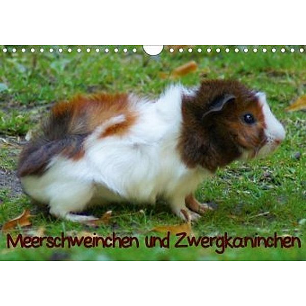 Meerschweinchen und Zwergkaninchen (Wandkalender 2020 DIN A4 quer)