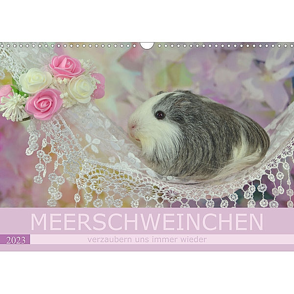 MEERSCHWEINCHEN verzaubern uns immer wieder (Wandkalender 2023 DIN A3 quer), Sabine Hampe-Neves