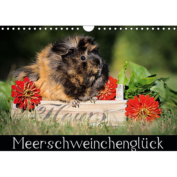 Meerschweinchengl?ck (Wandkalender 2019 DIN A4 quer), Sabine Scharnberg