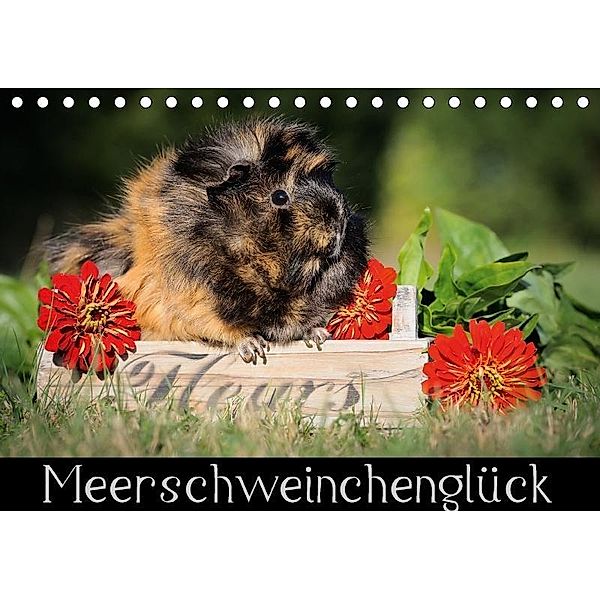 Meerschweinchenglück (Tischkalender 2017 DIN A5 quer), Sabine Scharnberg