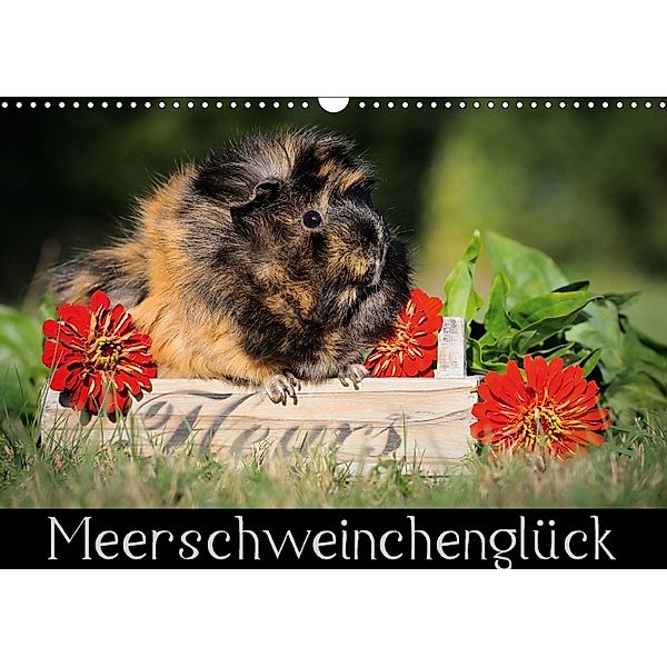 Meerschweinchenglück (Wandkalender 2018 DIN A3 quer), Sabine Scharnberg