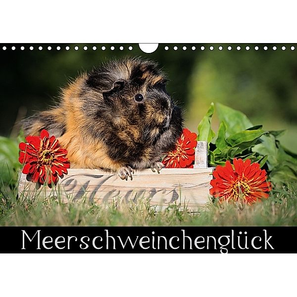 Meerschweinchenglück (Wandkalender 2018 DIN A4 quer), Sabine Scharnberg