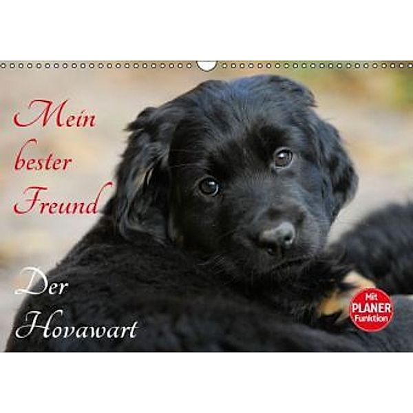 Mein bester Freund - Der Hovawart (Wandkalender 2016 DIN A3 quer), Sigrid Starick