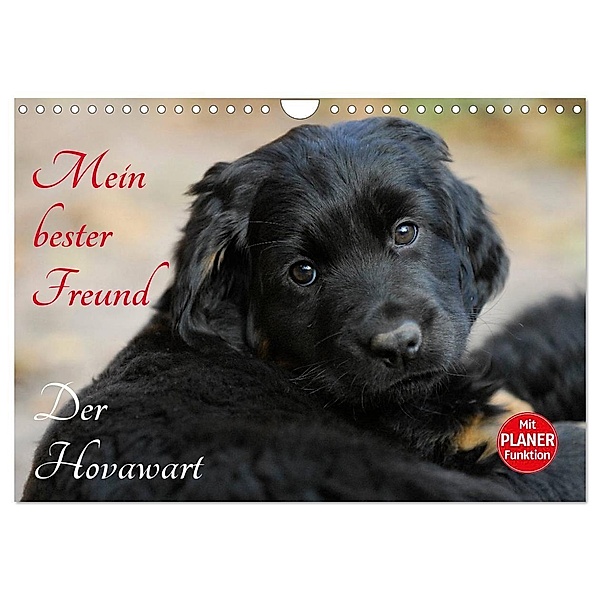 Mein bester Freund - Der Hovawart (Wandkalender 2024 DIN A4 quer), CALVENDO Monatskalender, Sigrid Starick