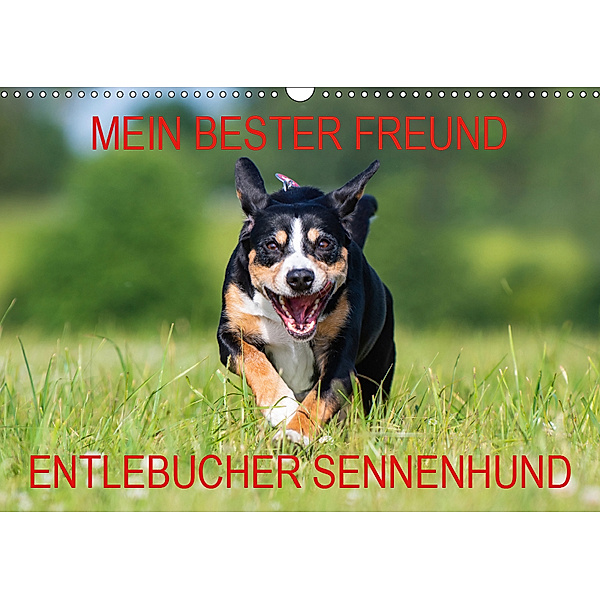 Mein bester Freund - Entlebucher Sennenhund (Wandkalender 2019 DIN A3 quer), N N