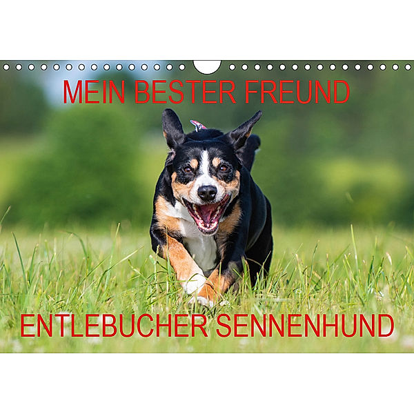 Mein bester Freund - Entlebucher Sennenhund (Wandkalender 2019 DIN A4 quer), N N