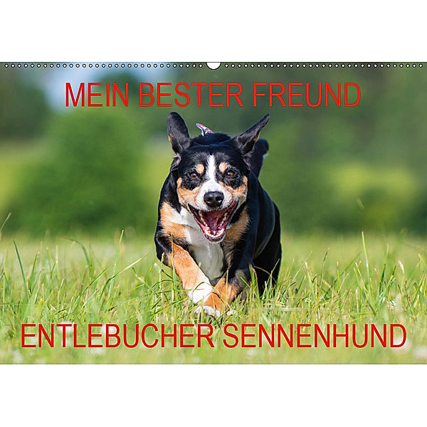 Mein bester Freund - Entlebucher Sennenhund (Wandkalender 2019 DIN A2 quer), N N