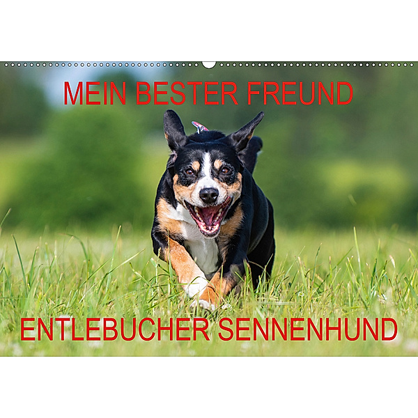 Mein bester Freund - Entlebucher Sennenhund (Wandkalender 2020 DIN A2 quer), N N