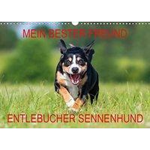 Mein bester Freund - Entlebucher Sennenhund (Wandkalender 2020 DIN A3 quer), N N