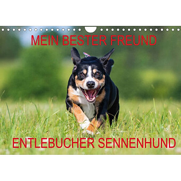 Mein bester Freund - Entlebucher Sennenhund (Wandkalender 2022 DIN A4 quer), N N