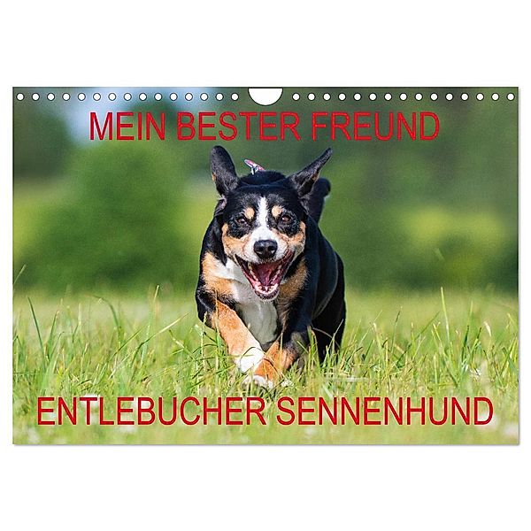 Mein bester Freund - Entlebucher Sennenhund (Wandkalender 2024 DIN A4 quer), CALVENDO Monatskalender, Calvendo