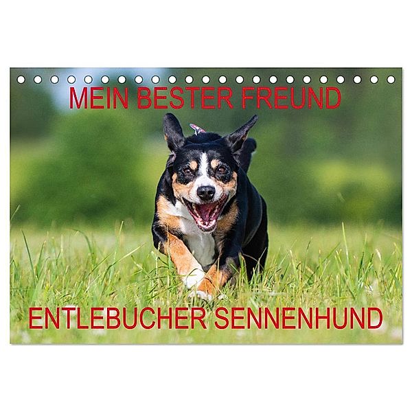 Mein bester Freund - Entlebucher Sennenhund (Tischkalender 2024 DIN A5 quer), CALVENDO Monatskalender, Calvendo