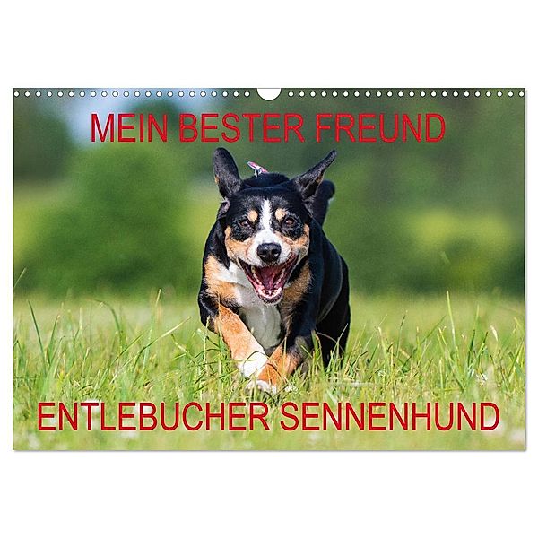 Mein bester Freund - Entlebucher Sennenhund (Wandkalender 2024 DIN A3 quer), CALVENDO Monatskalender, Calvendo