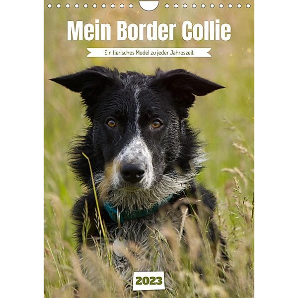 Mein Border Collie (Wandkalender 2023 DIN A4 hoch), Sabine Löwer