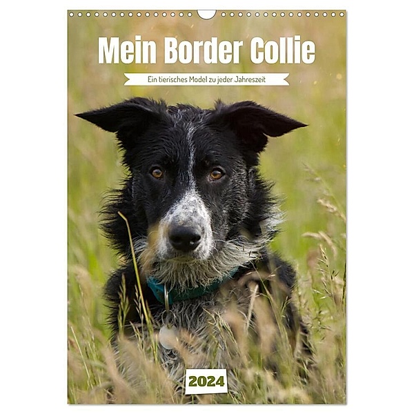 Mein Border Collie (Wandkalender 2024 DIN A3 hoch), CALVENDO Monatskalender, Sabine Löwer